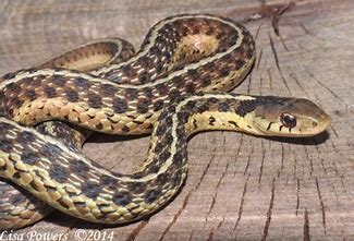 Common Garter Snake