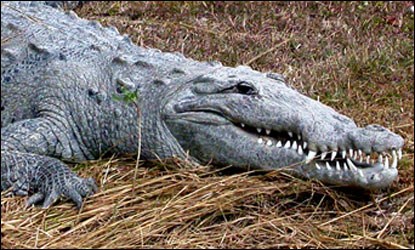 Crocodile