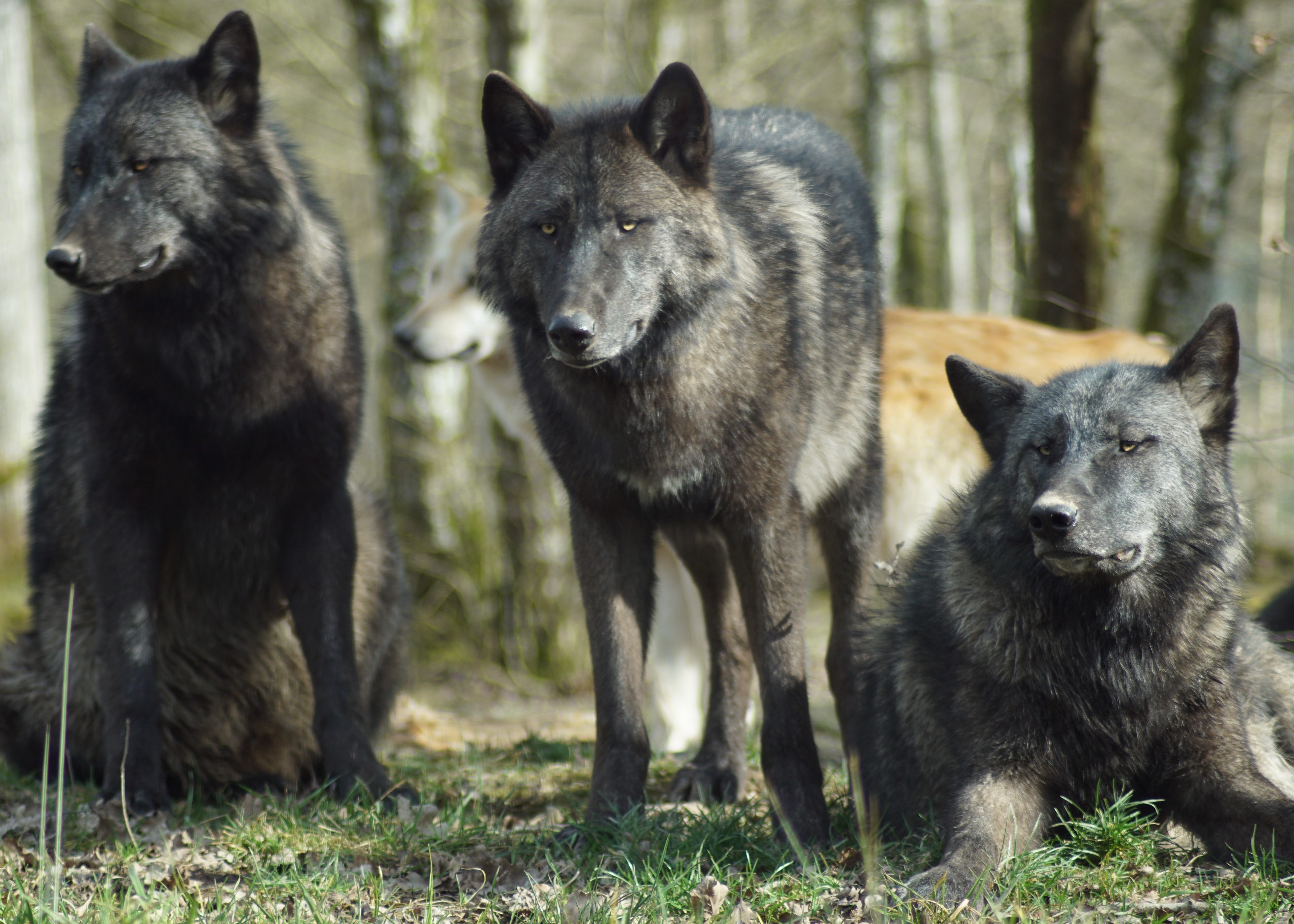 Wolves
